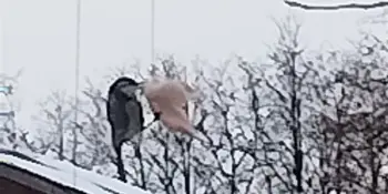 Экологическая акция "Зимующим птицам - нашу заботу"